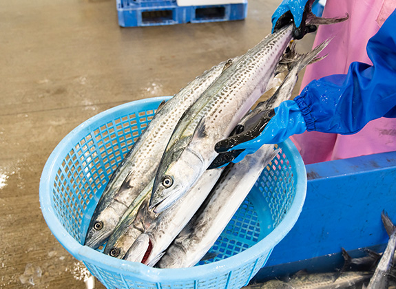 鮮魚の状態を確認