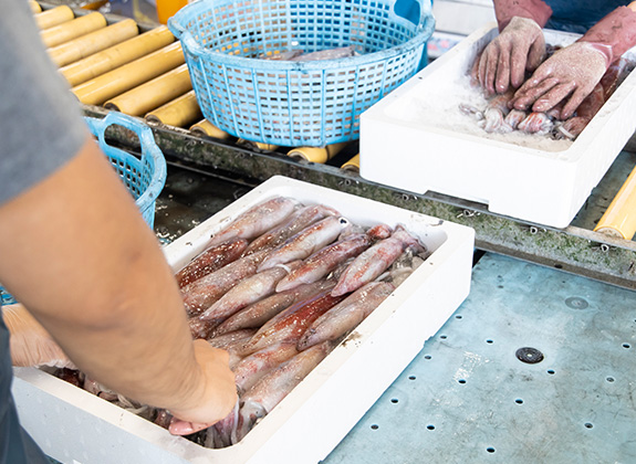 魚の選別・箱詰